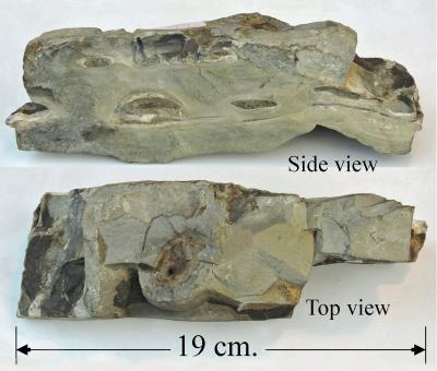 Tuff with (bombs) Llandrindod wells Bill Bagley Rocks and Minerals